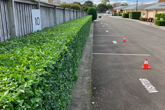A long, neatly trimmed hedge running along a strata complex driveway with visitor parking bays